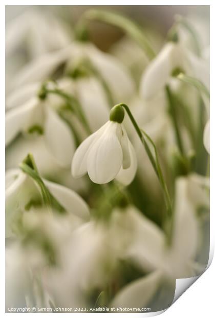 Snowdrop  flowers Print by Simon Johnson