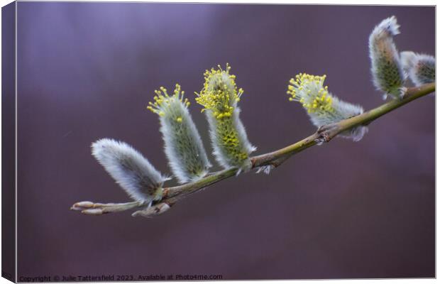 Catkins, its nearly spring! Canvas Print by Julie Tattersfield