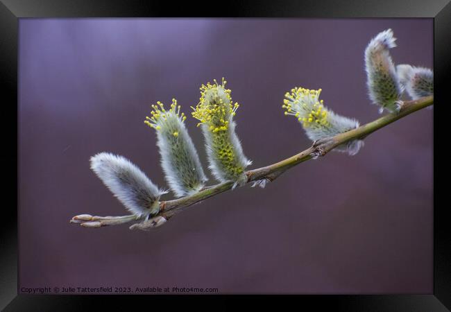 Catkins, its nearly spring! Framed Print by Julie Tattersfield