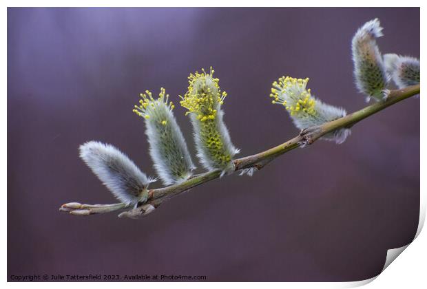 Catkins, its nearly spring! Print by Julie Tattersfield