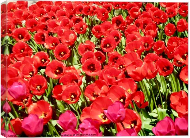 More red tulips Canvas Print by Stephanie Moore