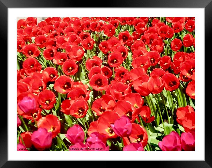 More red tulips Framed Mounted Print by Stephanie Moore