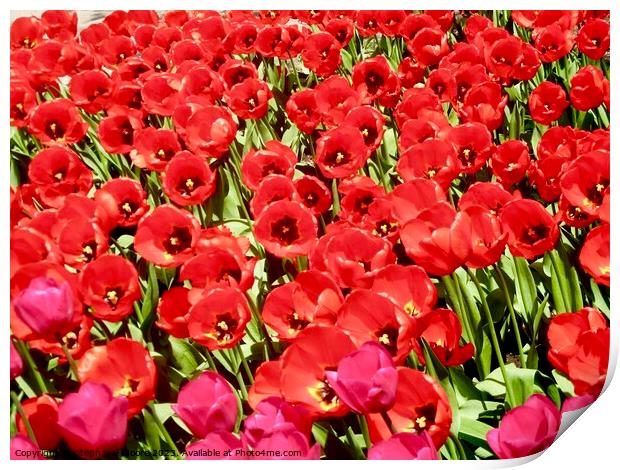 More red tulips Print by Stephanie Moore