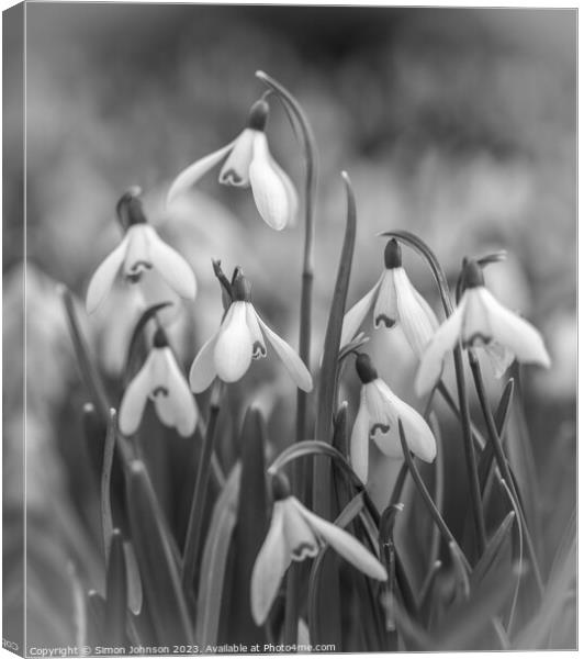 A close up of a Snowdrop flowers Canvas Print by Simon Johnson