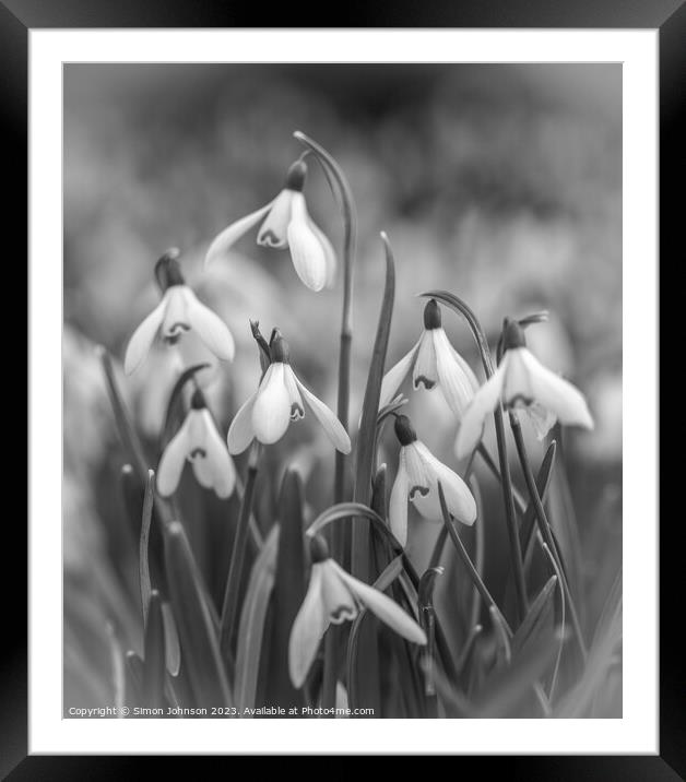 A close up of a Snowdrop flowers Framed Mounted Print by Simon Johnson