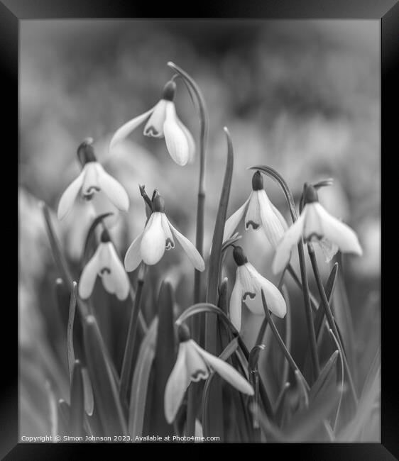 A close up of a Snowdrop flowers Framed Print by Simon Johnson