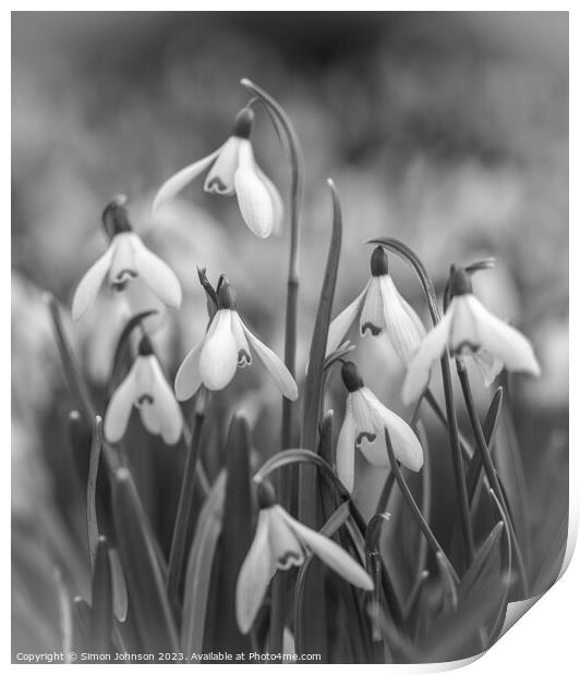 A close up of a Snowdrop flowers Print by Simon Johnson
