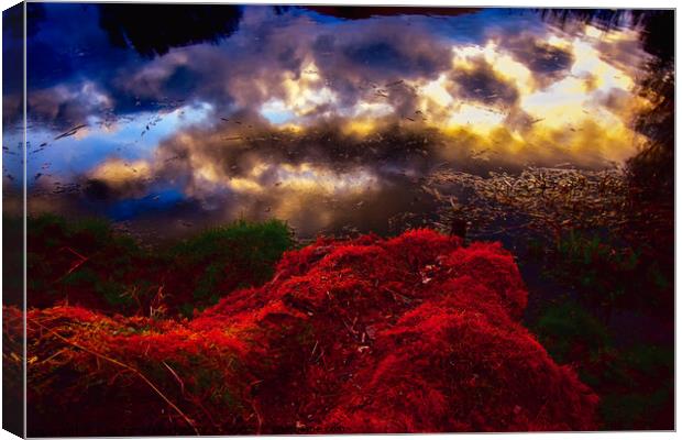 Red moss with pond reflections Canvas Print by Julie Tattersfield