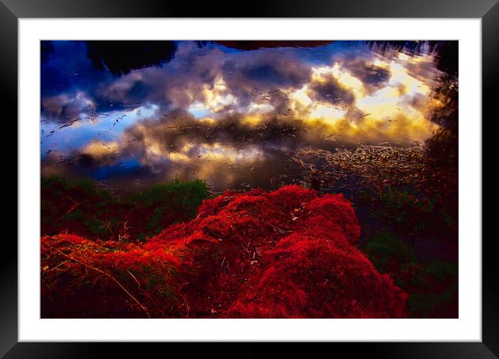 Red moss with pond reflections Framed Mounted Print by Julie Tattersfield