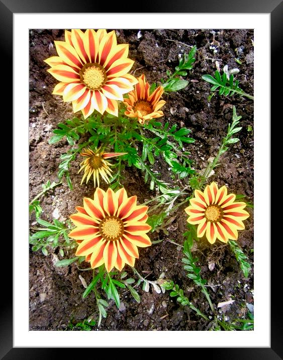 Orange striped daisies Framed Mounted Print by Stephanie Moore