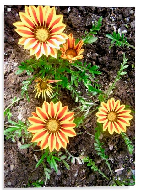 Orange striped daisies Acrylic by Stephanie Moore