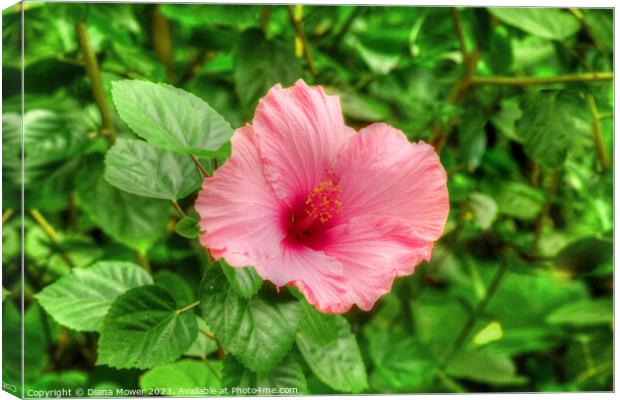 Pretty Pink Hibiscus  Canvas Print by Diana Mower