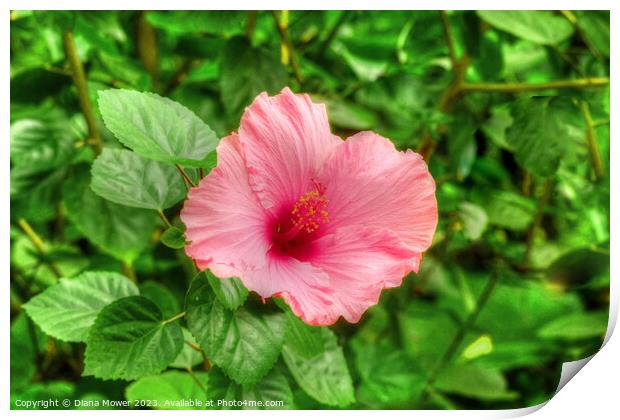Pretty Pink Hibiscus  Print by Diana Mower