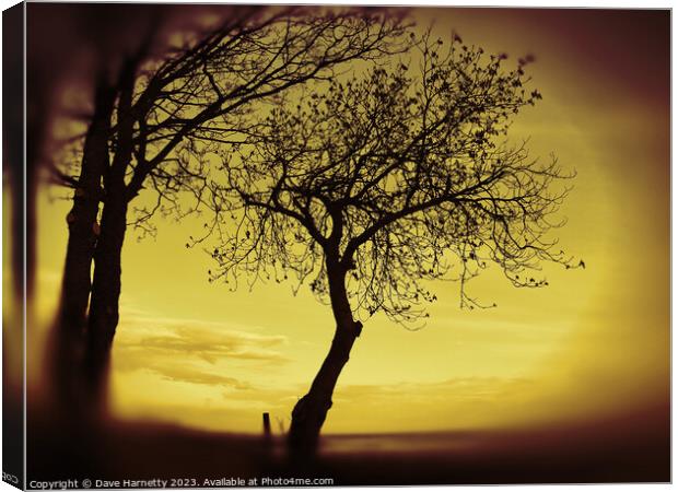 Morning Tree Silhouette Canvas Print by Dave Harnetty