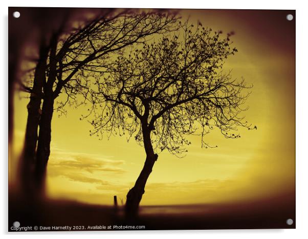 Morning Tree Silhouette Acrylic by Dave Harnetty