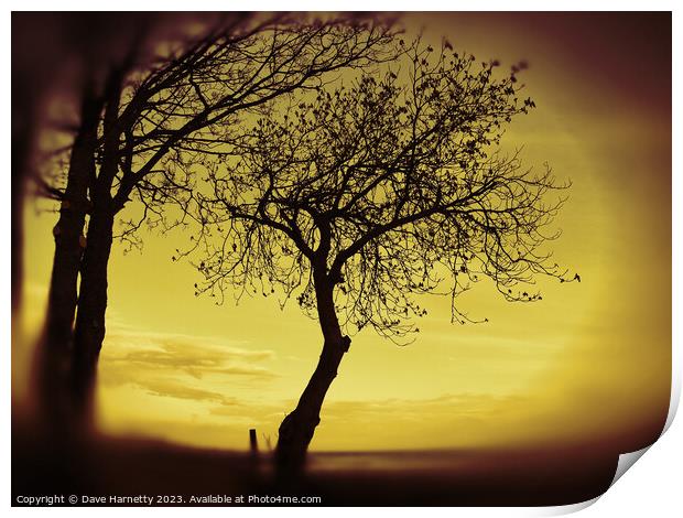 Morning Tree Silhouette Print by Dave Harnetty