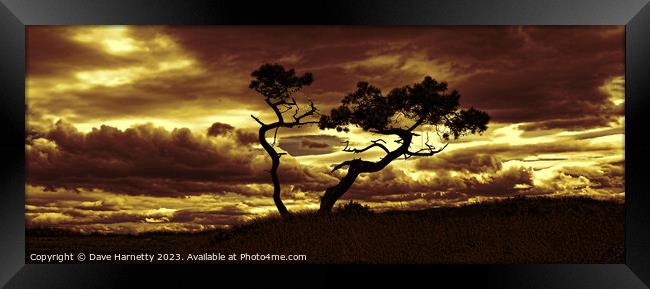 Tree Dance 3 Framed Print by Dave Harnetty