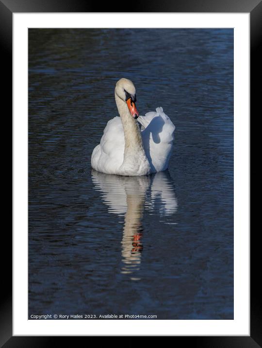 Adult Swan with reflection Framed Mounted Print by Rory Hailes