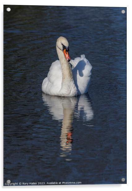 Adult Swan with reflection Acrylic by Rory Hailes