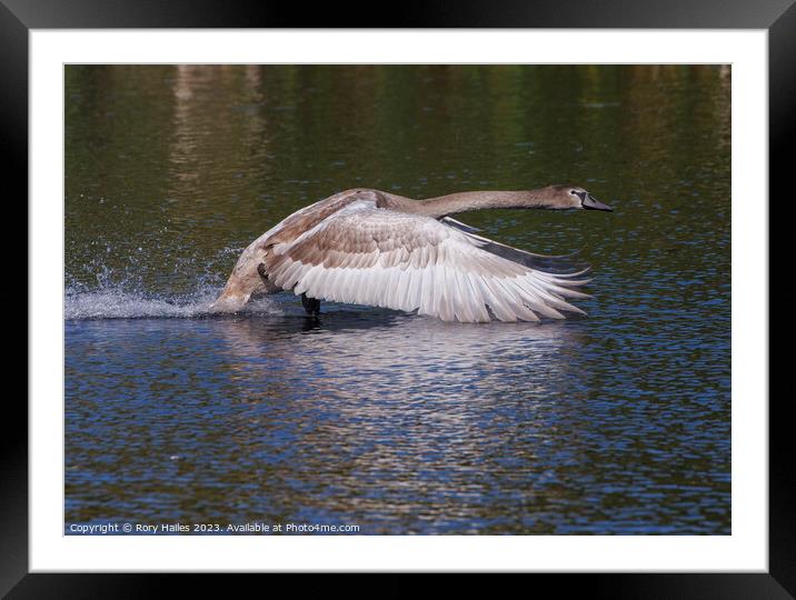 Juvenile Swan in flight Framed Mounted Print by Rory Hailes