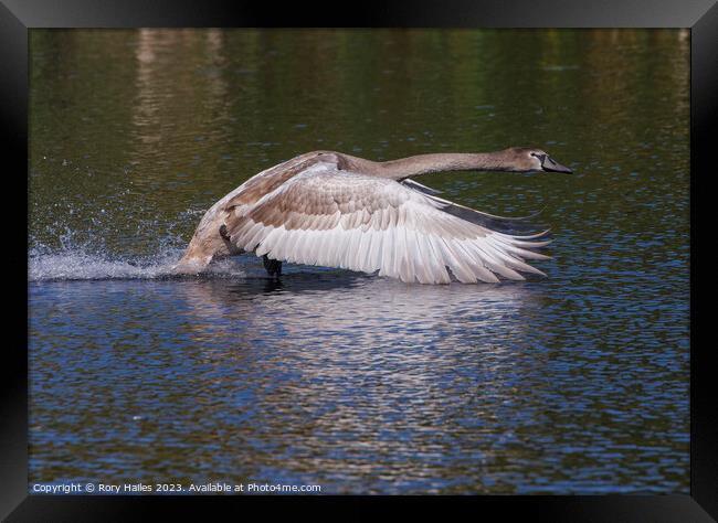 Juvenile Swan in flight Framed Print by Rory Hailes