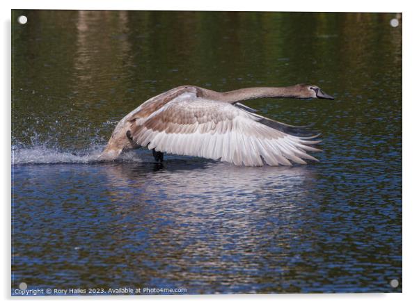Juvenile Swan in flight Acrylic by Rory Hailes