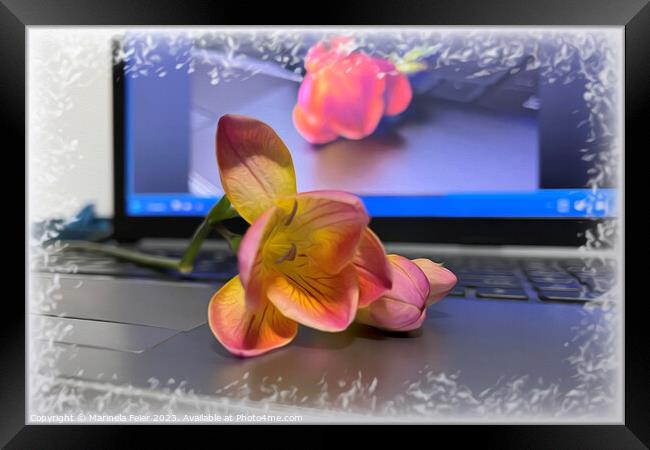 Freesia flower on the keyboard Framed Print by Marinela Feier