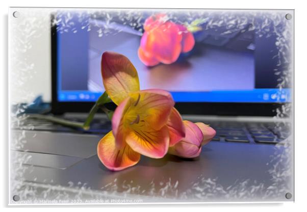Freesia flower on the keyboard Acrylic by Marinela Feier