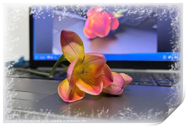 Freesia flower on the keyboard Print by Marinela Feier
