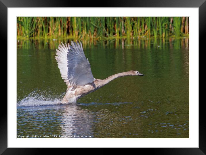 Juvenile Swan inflight Framed Mounted Print by Rory Hailes