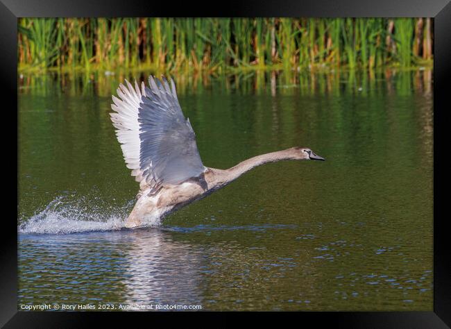 Juvenile Swan inflight Framed Print by Rory Hailes