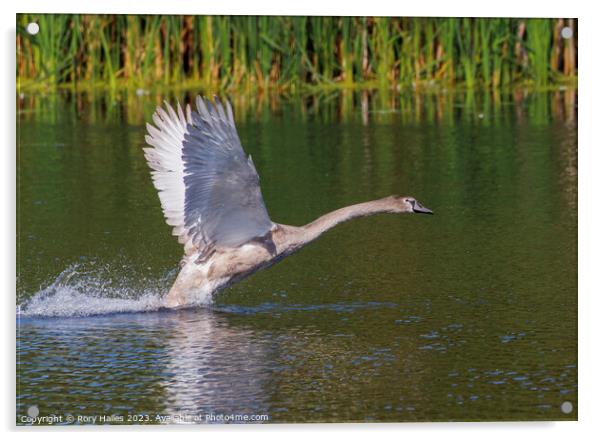 Juvenile Swan inflight Acrylic by Rory Hailes