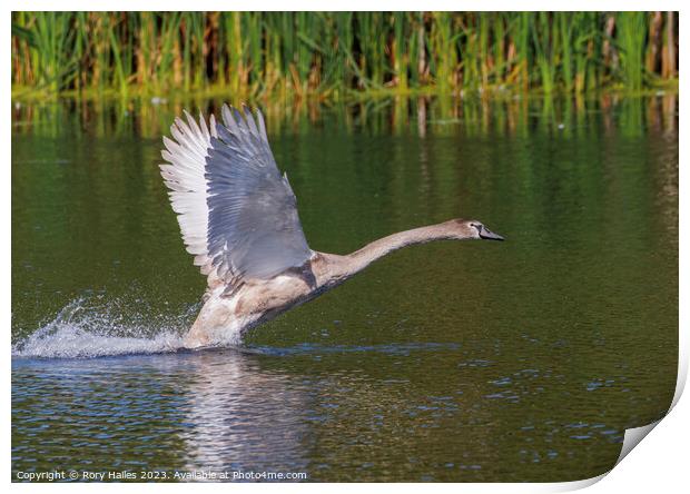 Juvenile Swan inflight Print by Rory Hailes