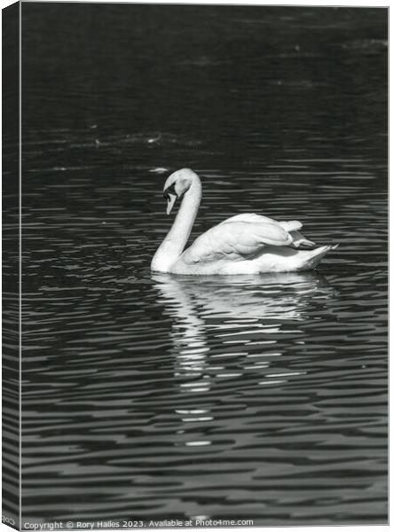 Swan with reflection Canvas Print by Rory Hailes