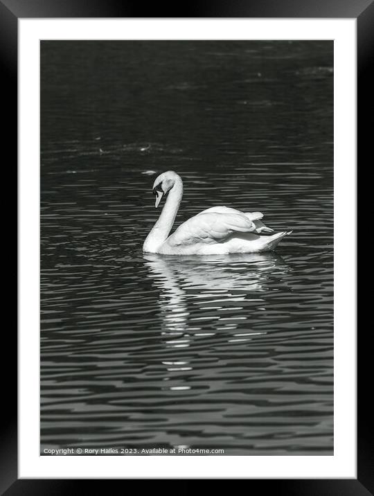 Swan with reflection Framed Mounted Print by Rory Hailes