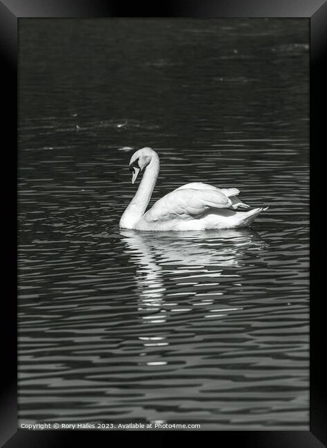 Swan with reflection Framed Print by Rory Hailes