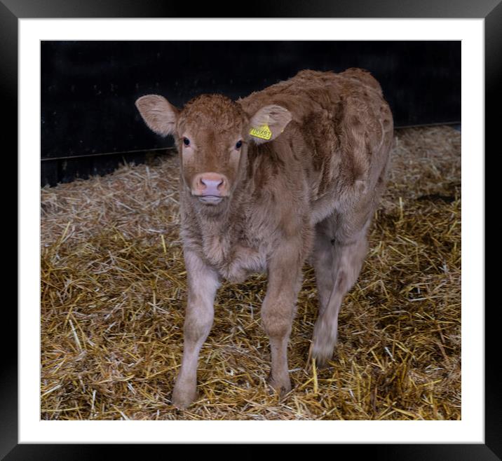 limousin cows Cornwall, baby calf  Framed Mounted Print by kathy white