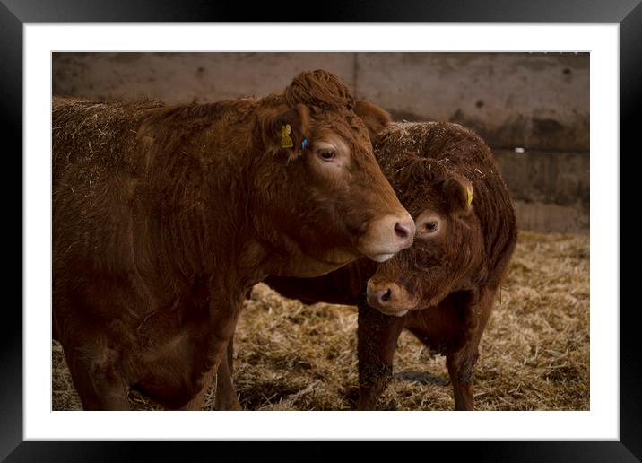 A brown cow just the two of us Framed Mounted Print by kathy white