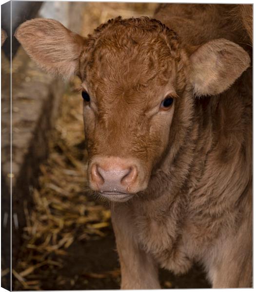 A close up of a cow looking at the camera Canvas Print by kathy white