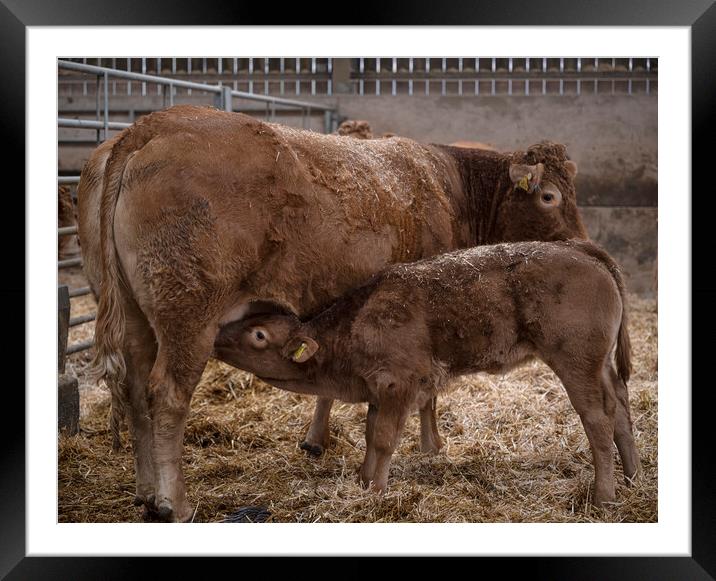 mother and baby feeding Framed Mounted Print by kathy white