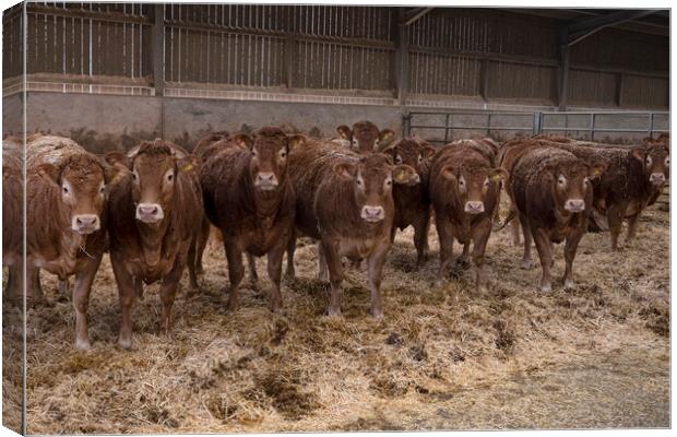  Limousin cattle in a barn Canvas Print by kathy white
