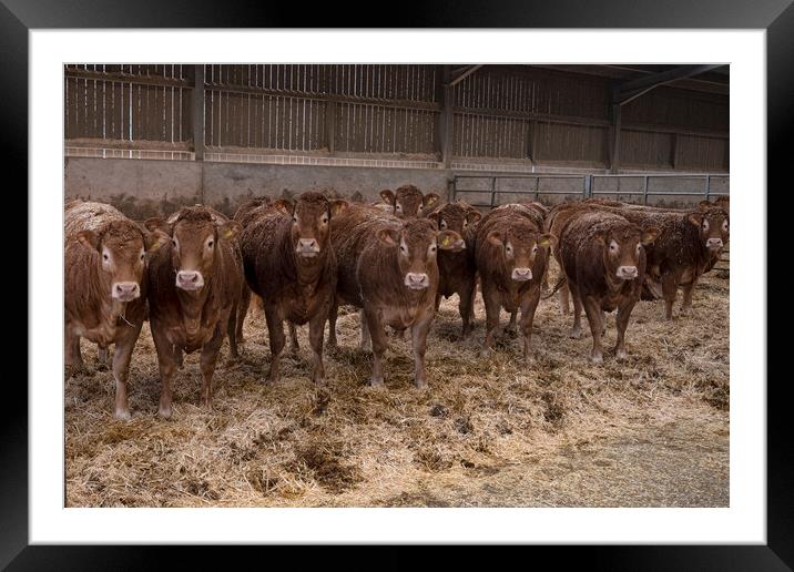  Limousin cattle in a barn Framed Mounted Print by kathy white