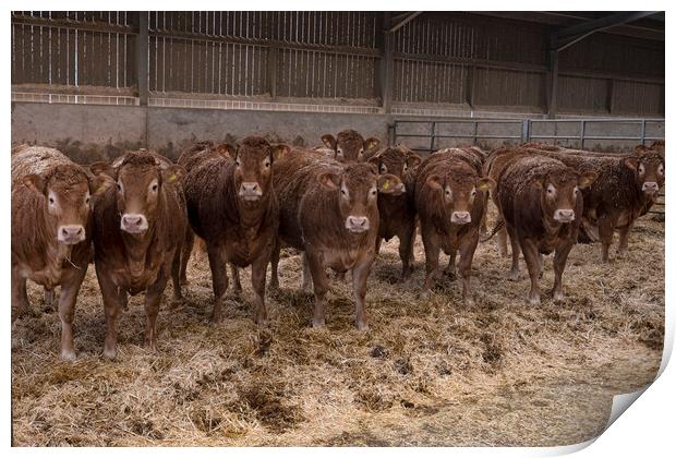  Limousin cattle in a barn Print by kathy white