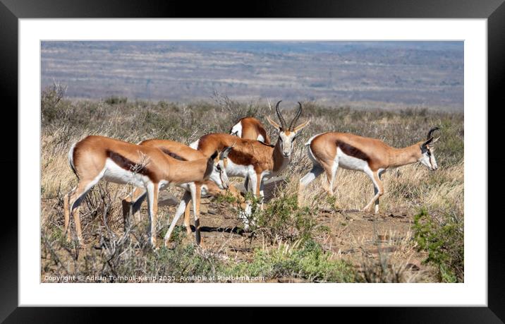 Bachelor herd of springboks Framed Mounted Print by Adrian Turnbull-Kemp