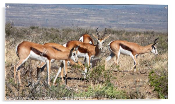 Bachelor herd of springboks Acrylic by Adrian Turnbull-Kemp