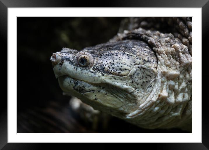 Common Snapping Turtle Underwater Portrait Framed Mounted Print by Artur Bogacki