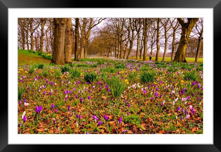 Crocuses at Leeds Framed Mounted Print by Tim Hill