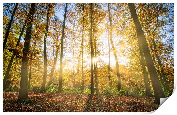 Sunrise through Trees Wakefield Print by Tim Hill