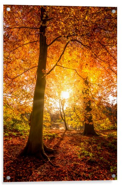 Golden Autumn Sunrise Acrylic by Tim Hill