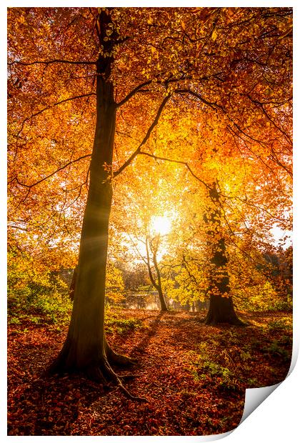 Golden Autumn Sunrise Print by Tim Hill